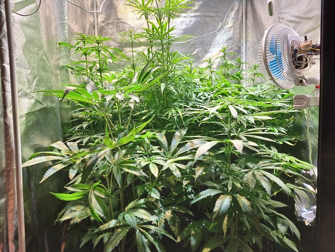 Mehrere Cannabis-Pflanzen in der Wachstumsphase in einem Zelt, mit einem Ventilator an der Seite.
