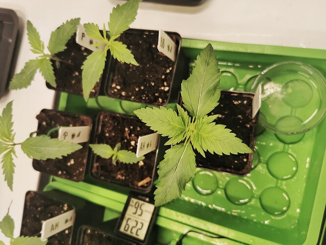 IMG_20241130_154741-01