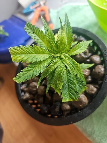 Growreport Bild 40