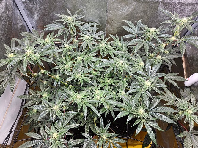 Growreport Bild 2