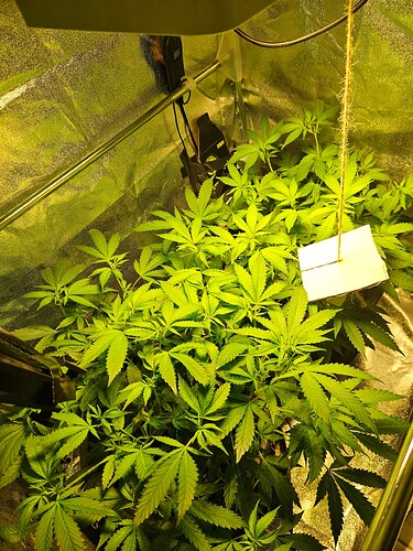 Growreport Bild 2