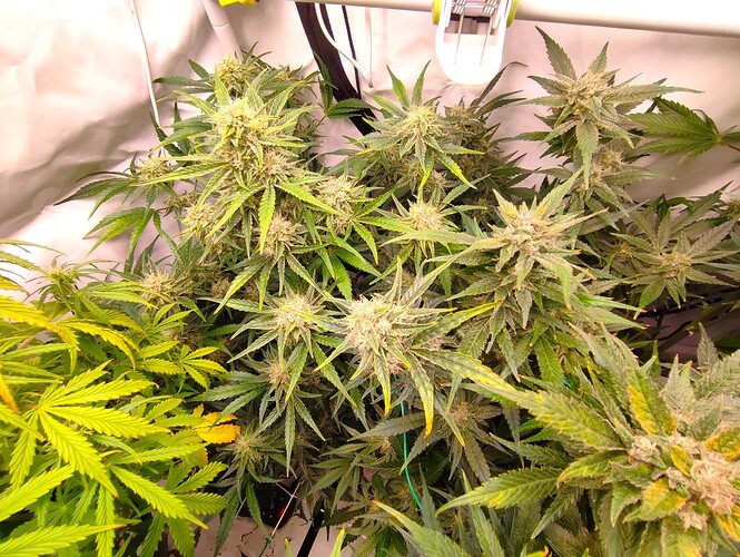 Growreport Bild 35