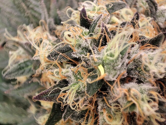 Growreport Bild 6