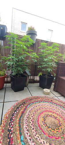 IMG_20260603_121614