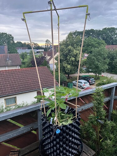 Growreport Bild 6