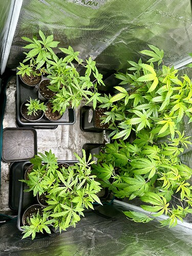 Growreport Bild 5
