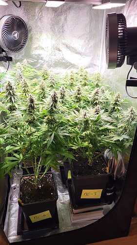 Growreport Bild 5