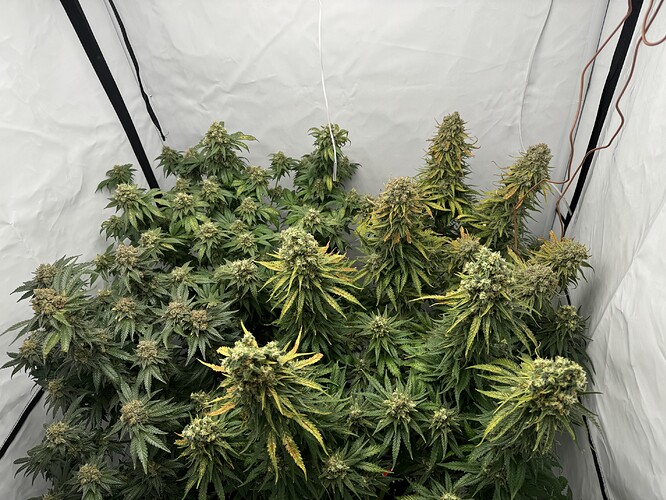 Growreport Bild 1