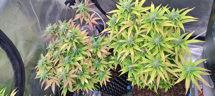 IMG_20251130_202906317_HDR