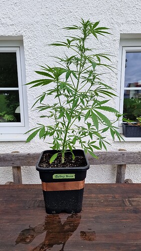 Growreport Bild 1