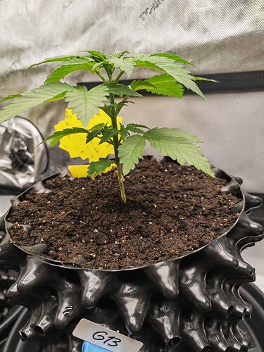 Growreport Bild 17