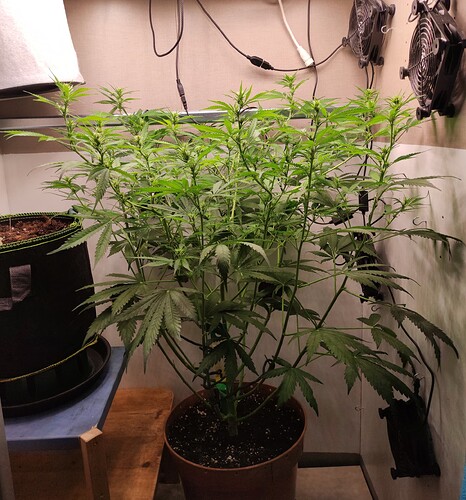 Growreport Bild 9