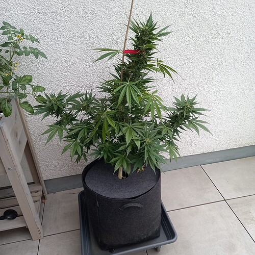 Growreport Bild 14