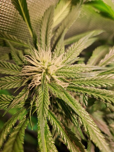 Growreport Bild 9