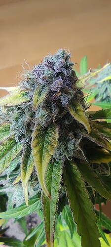 Growreport Bild 4