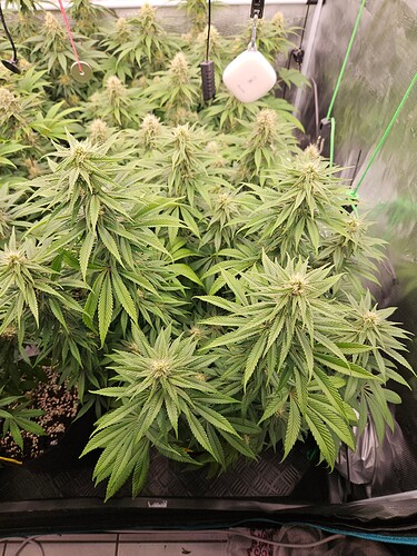 Growreport Bild 4