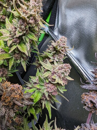 Growreport Bild 6