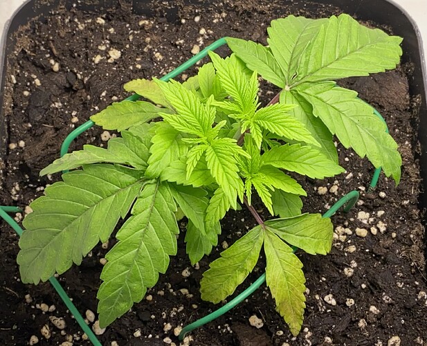 Growreport Bild 47