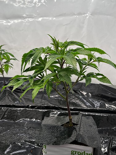 Growreport Bild 38
