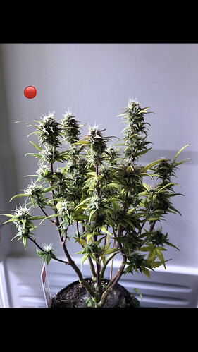 Growreport Bild 18