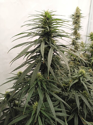 Growreport Bild 22