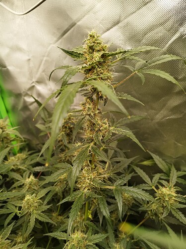 Eine blühende Cannabispflanze mit dichten Blütenständen und grünen Blättern, die in einem Grow-Zelt wächst.