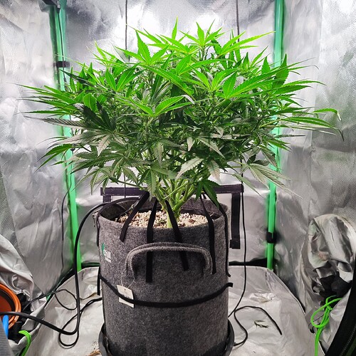Growreport Bild 6