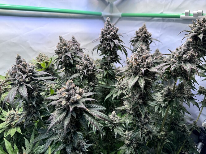 Growreport Bild 31