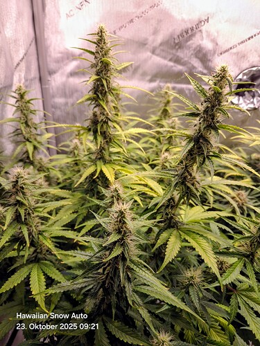 Growreport Bild 1