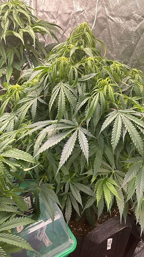 Zwei Cannabis-Pflanzen in einem Growzelt an Blütetag 11, eine davon zeigt leicht hängende Blätter.
