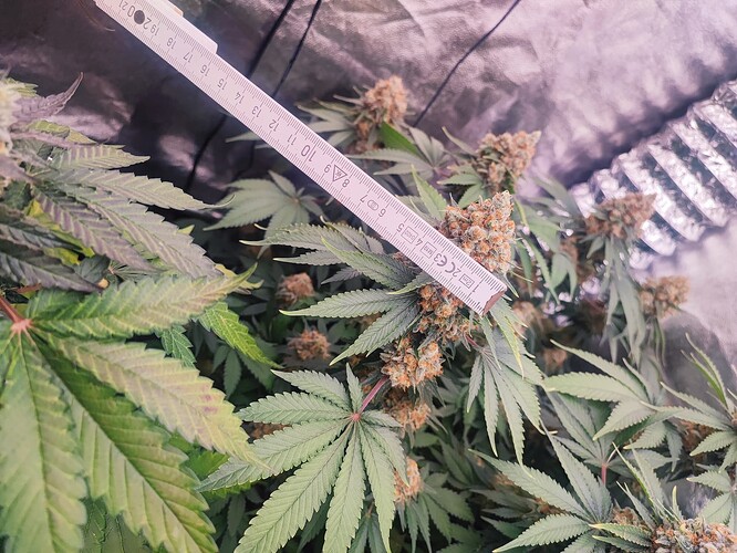 Growreport Bild 27
