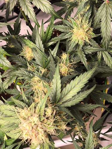 Growreport Bild 1