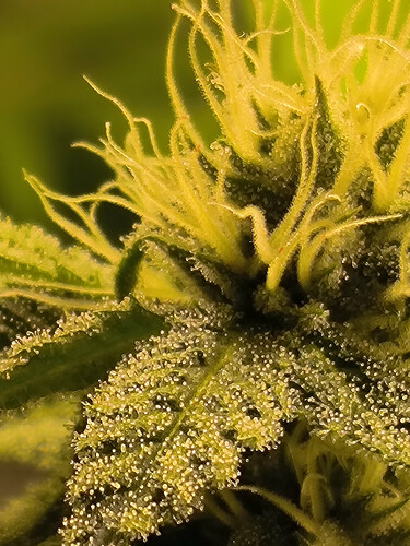 Growreport Bild 4