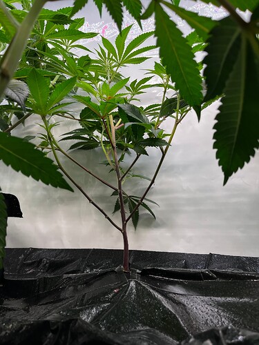 Growreport Bild 8
