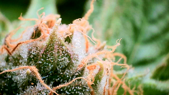 Nahaufnahme eines Cannabis-Buds mit vielen Trichomen und orangefarbenen Stempeln.