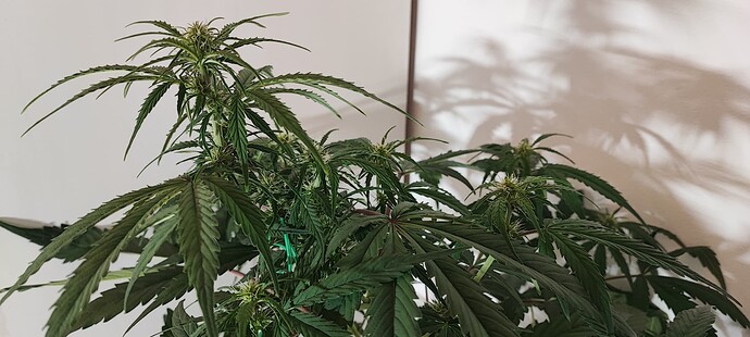 Growreport Bild 17