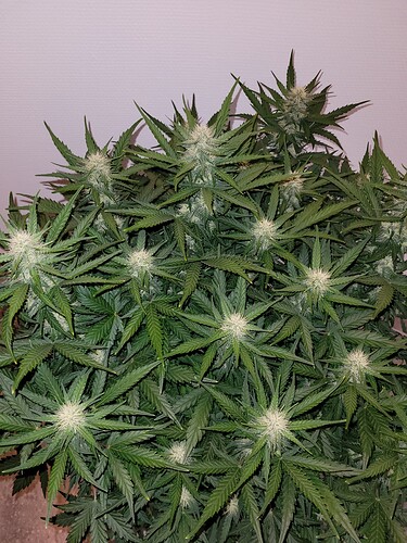 Growreport Bild 4