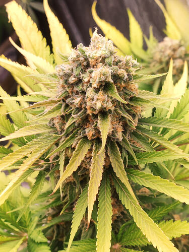 Growreport Bild 20