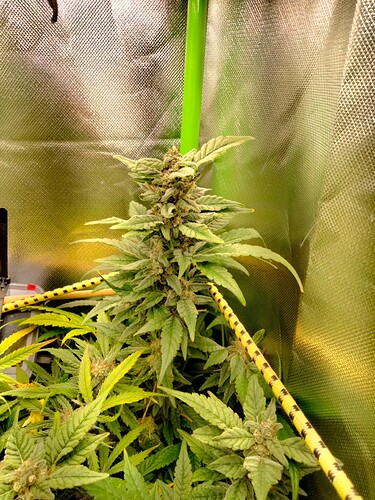 Growreport Bild 8