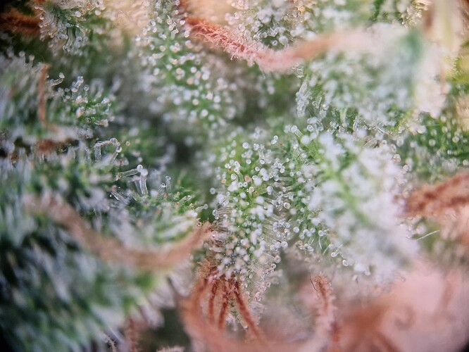 Growreport Bild 3
