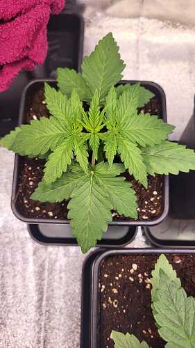 Growreport Bild 42