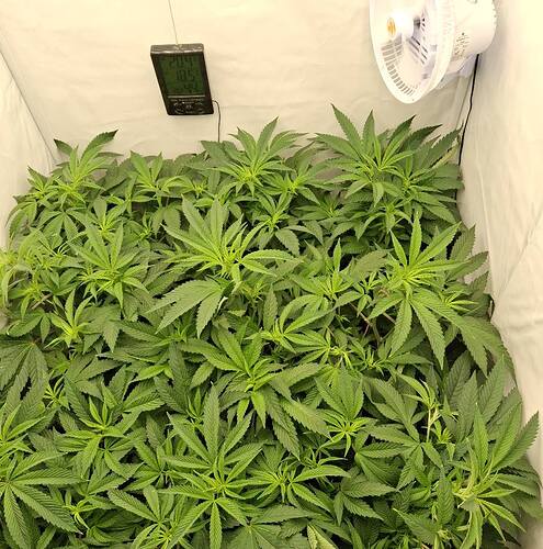Growreport Bild 4