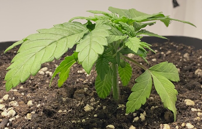 Growreport Bild 44