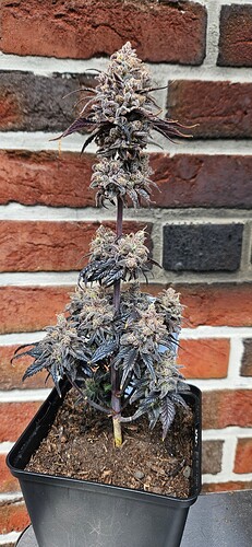 Growreport Bild 5