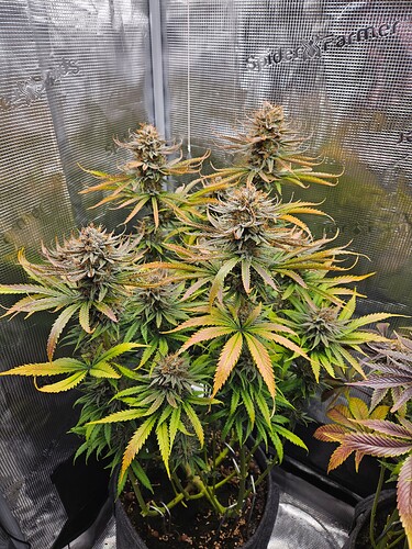 Growreport Bild 19