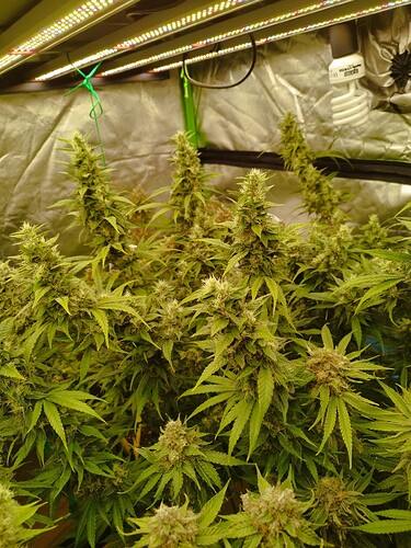 Mehrere blühende Cannabispflanzen unter einer LED-Wachstumslampe in einem Zelt.