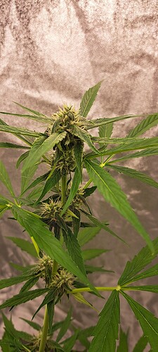 Growreport Bild 20