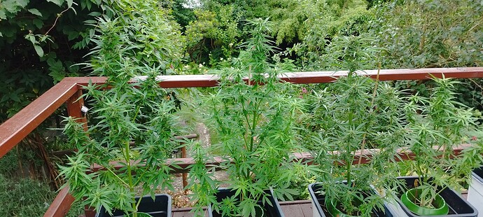 Growreport Bild 3