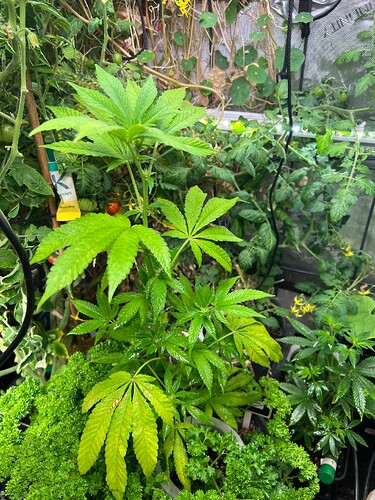 Growreport Bild 5