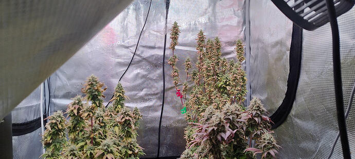 Growreport Bild 4